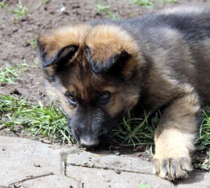 Ork Rüde Welpe Altdeutscher Schäferhund DDR Linien