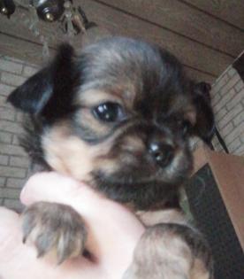 Chihuahua Welpen reinrassig Lang Haar typvoll