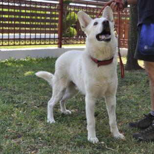 White / Status sucht ein Zuhause