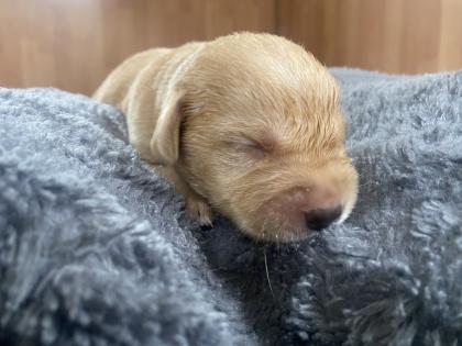 Labrador Welpen mit Ahnentafel- Genehmigte Zuchtstätte