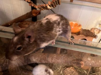 Degus männlich abzugeben