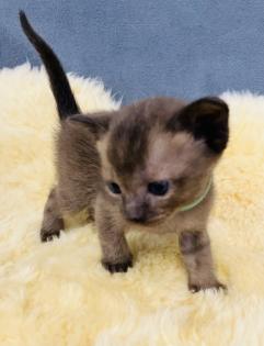 Reinrassige Burma Kitten