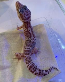 0. 1 Mack Snow Tremper Leopardgecko Weibchen Enz 22 Übergabe Houten oder Hamm möglich