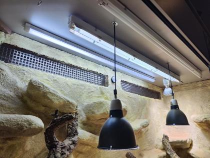 Bartagame m mit großem Terrarium Quarantäneterrarium inkl. Beleuchtung und viel Zubehör