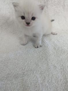 Sechs süße BKH Kitten geb. 06. 05. 23 suchen ab Ende Juli ein neues Zuhause
