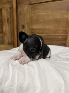 8 wunderschöne Französische Bulldoggen