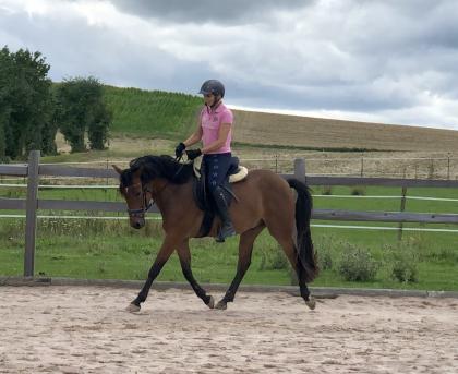 Reitpony Mix Wallach 3 jährig 1 45 m Freizeit Western Dressur