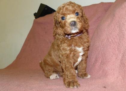 3 süße Kleinpudel Hündinnen Pudel in Brindle Black and Tan Fawn mit Weiß