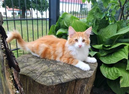 Norwegische Waldkatzen Kitten reinrassig - Babys mit Stammbaum
