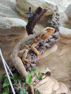 Bartagame m mit großem Terrarium Quarantäneterrarium inkl. Beleuchtung und viel Zubehör