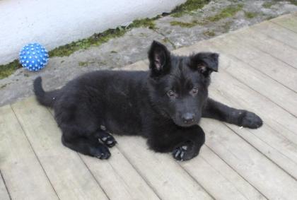 Rüden Welpen Altdeutscher Schäferhund DDR Linien