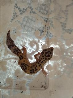 Leopard - Gecko männlich
