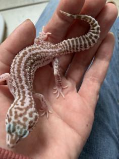 1. 0 Mack super Snow Raptor Leopardgecko Männchen Enz 22 Übergabe Houten oder Hamm möglich