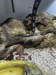 Königspythons Pärchen zu verschenken