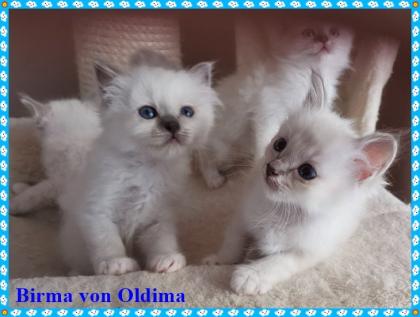 Birma Babys aus seriöser registrierte Hobbyzucht mit Sitz im Nordrhein-Westfalen Köln