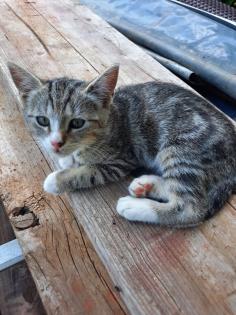 Katzenwelpen Kitten Kätzchen
