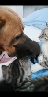 Kitten Katzenbabys Edelmix