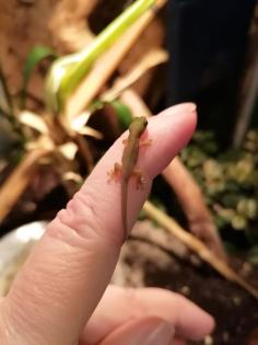 Phelsuma Parva West Taggecko