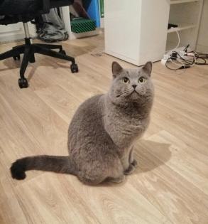 Wunderschöne Deckkater BKH