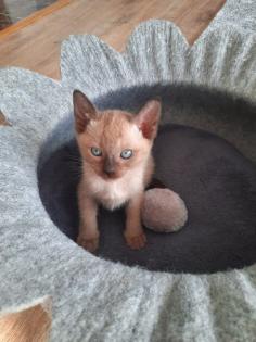 Tonkanese Kitten -650 00 Euro VB