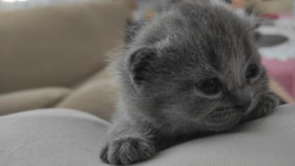 Reinrassige BKH Kitten suchen liebevolles Zuhause