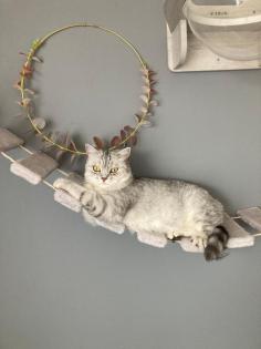 Bkh Kitten British kurhaar Kitten