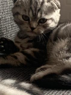 Reinrassigen Britisch-Kurzhaar-Katzenbabys Farbe black silver tabby classic