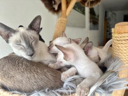 Siamkitten aus Zucht mit Herz