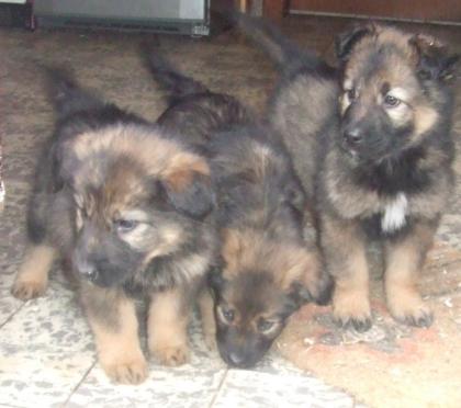 Schäferhund mischlins welpen