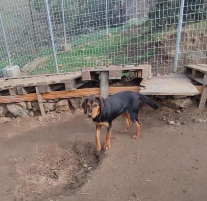 Maria sucht ein passendes Zuhause