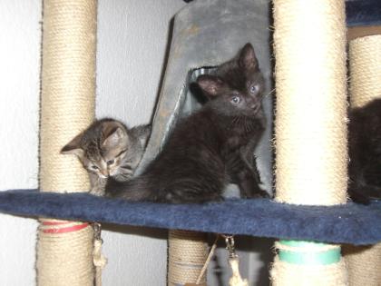 Drei junge süsse Katzen 9 Wochen alt abzugeben