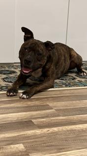 Pit-Staff-Mix sucht dringend neues Zuhause oder Pflegestelle