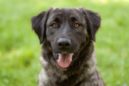 LEONIE - charmanter Mischling - 2 Jahre 4Monate - Tierhilfe-Franken e. V.