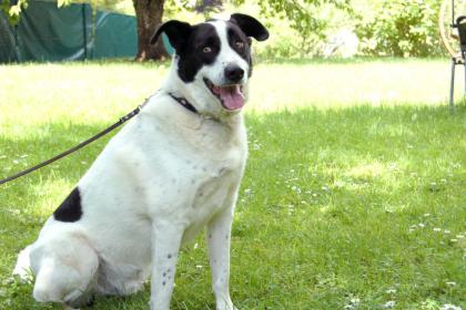 BADOU - Mix - 6 Jahre - Tierhilfe-Franken e. V.