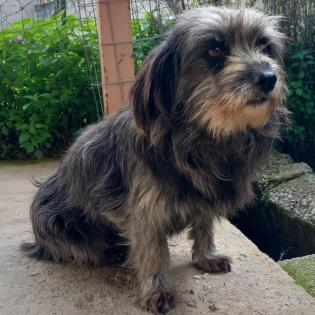 Meika - mag keine Trubel und ist kein schneller Kuschelhund