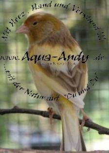 Serinus canaria - Kanarienvogel pro Vogel 15 00 EUR
