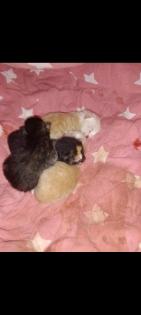 Katzenbabys kitten Katze