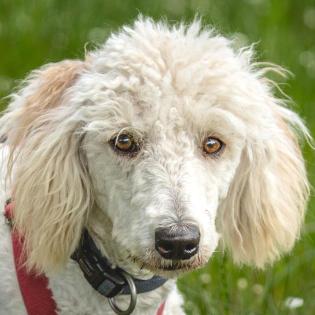 KEFIR - Puli-Mix - 1 Jahr - Tierhilfe-Franken e. V.