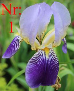 Biete Verschiebene Schwertlilien Iris . Blumen.