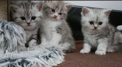 Bkh kitten zum verlieben