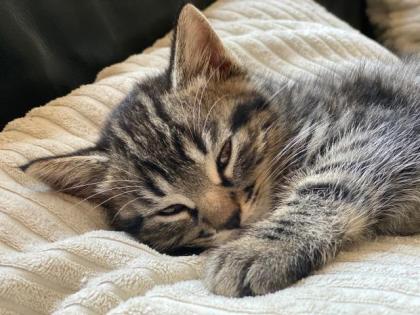2x Bkh/Mau Mix Kitten abzugeben
