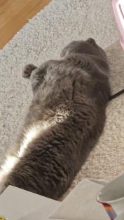 Graue BKH/SF Katze gesucht