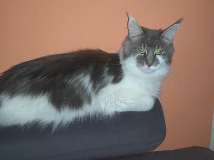 Maine Coon Kitten mit Stammbaum