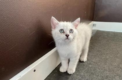 Abgabe bereite BKH blue point kitten