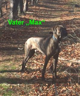 Bildhübscher schlauer Ridgeback Mix - 1x Rüde 8x Hündin
