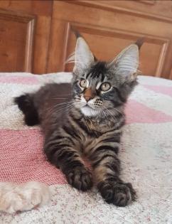 . Tolle Maine Coon kitten mit Stammbaum aus seriöser Zucht .