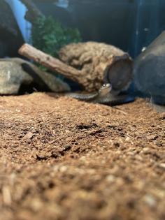 Thamnophis sirtalis melanistic 0. 1 6/18