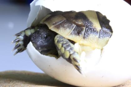 Griechische Landschildkröten