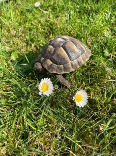Griechische Landschildkröten