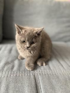 BKH kitten dürfen ins neue Zuhause